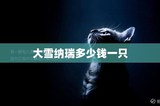 大雪納瑞多少錢一只