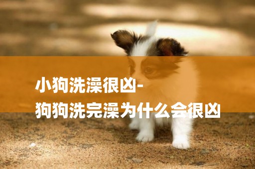 小狗洗澡很兇-
狗狗洗完澡為什么會很兇