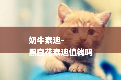 奶牛泰迪-
黑白花泰迪值錢嗎
