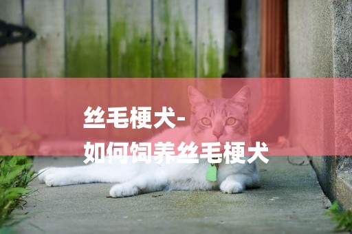 絲毛梗犬-
如何飼養絲毛梗犬