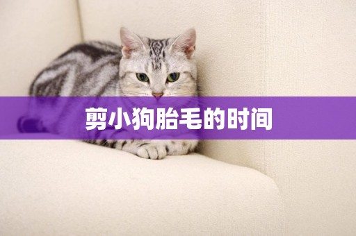 剪小狗胎毛的時間