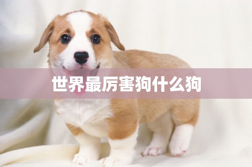 世界最厲害狗什么狗