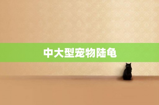 中大型寵物陸龜