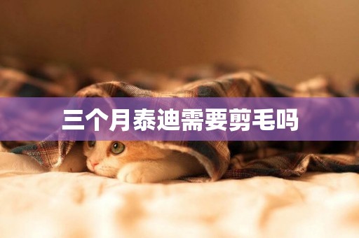 三個月泰迪需要剪毛嗎