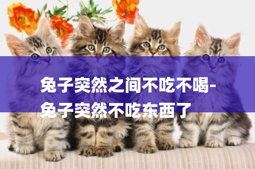 兔子突然之間不吃不喝-
兔子突然不吃東西了