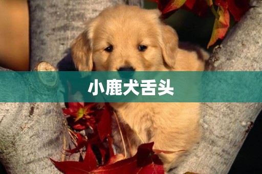 小鹿犬舌頭