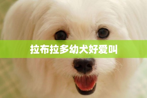 拉布拉多幼犬好愛叫