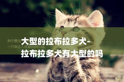 大型的拉布拉多犬-
拉布拉多犬有大型的嗎