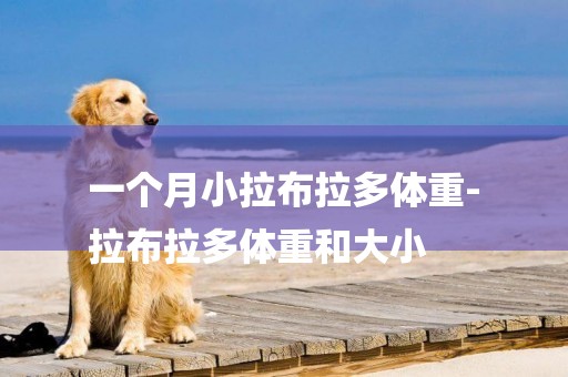 一個月小拉布拉多體重-
拉布拉多體重和大小
