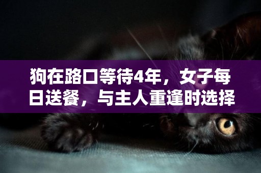 狗在路口等待4年，女子每日送餐，與主人重逢時選擇了....