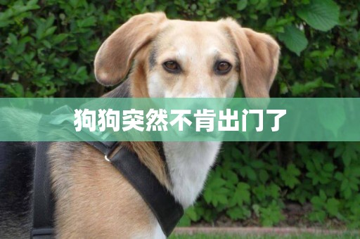 狗狗突然不肯出門了