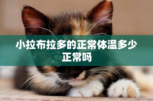 小拉布拉多的正常體溫多少正常嗎