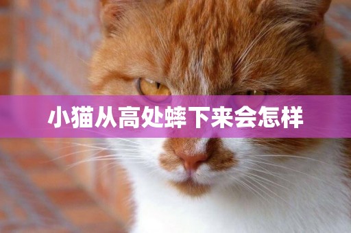 小貓從高處蟀下來會怎樣