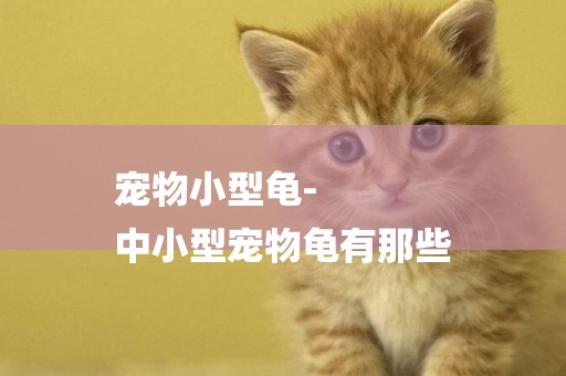 寵物小型龜-
中小型寵物龜有那些