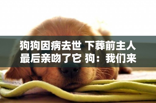 狗狗因病去世 下葬前主人最后親吻了它 狗：我們來世再見哦