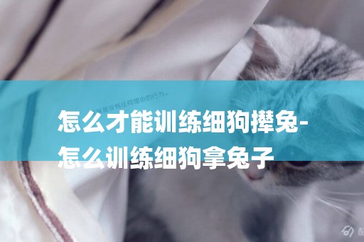 怎么才能訓練細狗攆兔-
怎么訓練細狗拿兔子