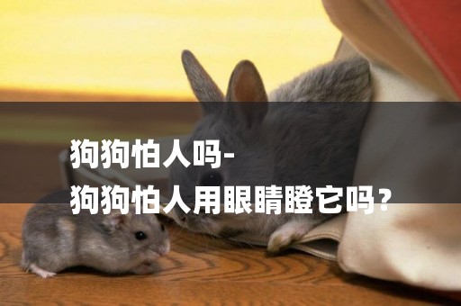 狗狗怕人嗎-
狗狗怕人用眼睛瞪它嗎？