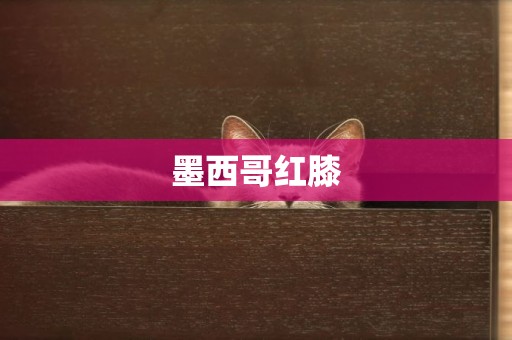 墨西哥紅膝