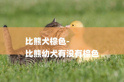 比熊犬棕色-
比熊幼犬有沒有棕色