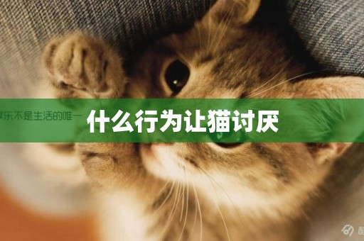 什么行為讓貓討厭