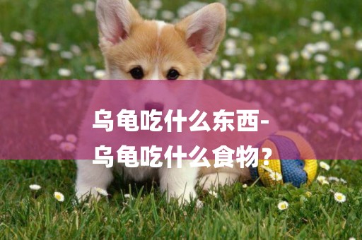 烏龜吃什么東西-
烏龜吃什么食物？