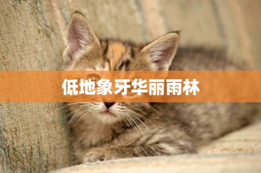 低地象牙華麗雨林