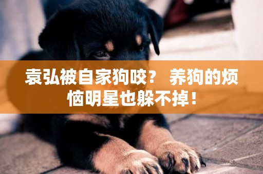 袁弘被自家狗咬？ 養狗的煩惱明星也躲不掉！