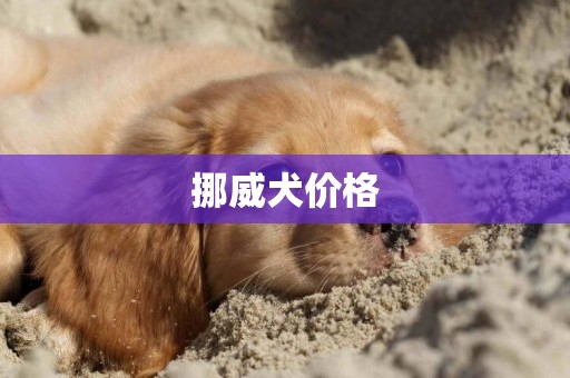 挪威犬價格
