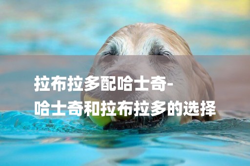 拉布拉多配哈士奇-
哈士奇和拉布拉多的選擇
