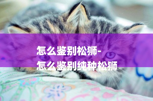 怎么鑒別松獅-
怎么鑒別純種松獅