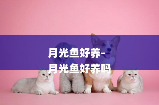 月光魚好養-
月光魚好養嗎