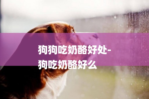 狗狗吃奶酪好處-
狗吃奶酪好么