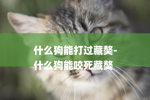 什么狗能打過藏獒-
什么狗能咬死藏獒