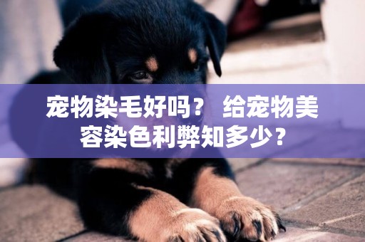 寵物染毛好嗎？ 給寵物美容染色利弊知多少？