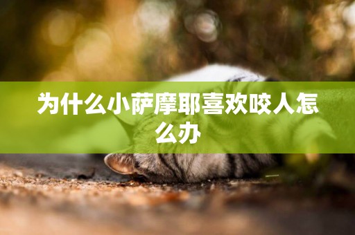為什么小薩摩耶喜歡咬人怎么辦
