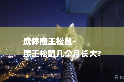 成體魔王松鼠-
魔王松鼠幾個月長大?