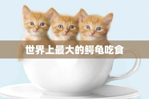 世界上最大的鱷龜吃食
