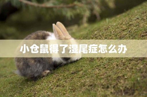 小倉鼠得了濕尾癥怎么辦