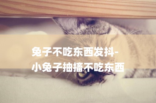兔子不吃東西發抖-
小兔子抽搐不吃東西