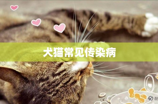 犬貓常見傳染病