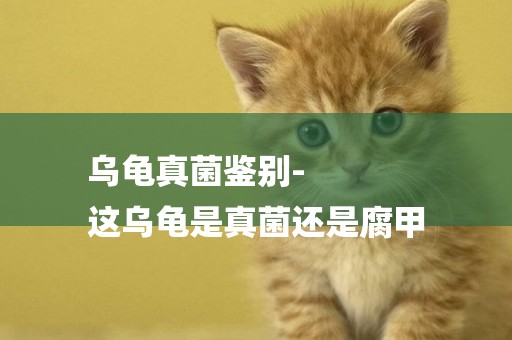烏龜真菌鑒別-
這烏龜是真菌還是腐甲