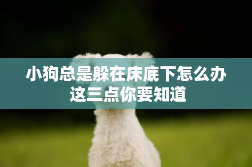 小狗總是躲在床底下怎么辦 這三點你要知道 小狗總是躲在床底下怎么辦 這三點你要知道