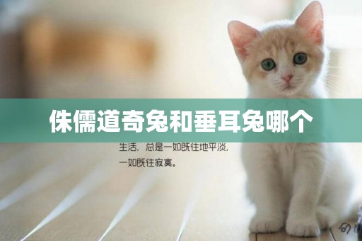 侏儒道奇兔和垂耳兔哪個