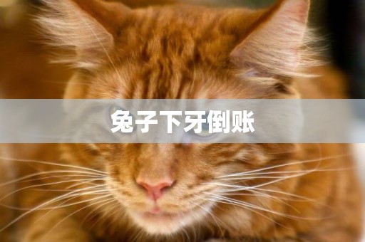 兔子下牙倒賬