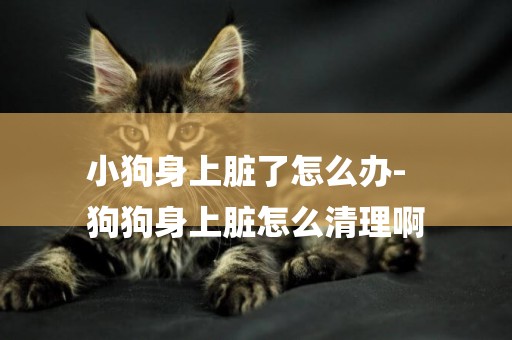 小狗身上臟了怎么辦-
狗狗身上臟怎么清理啊