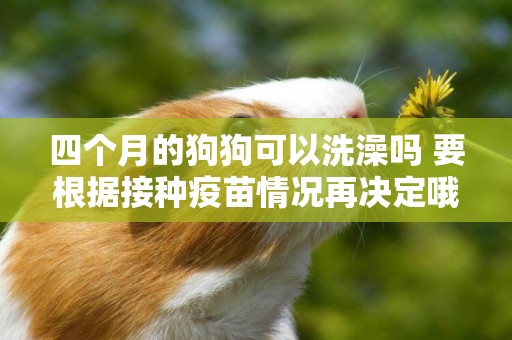 四個月的狗狗可以洗澡嗎 要根據接種疫苗情況再決定哦！