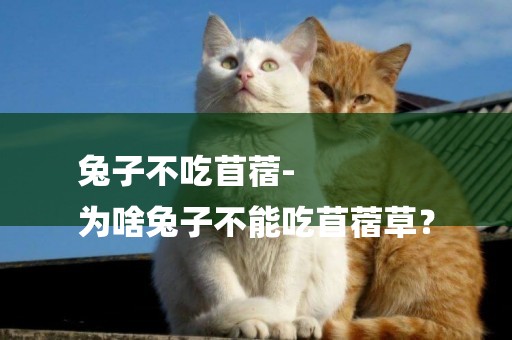 兔子不吃苜蓿-
為啥兔子不能吃苜蓿草？