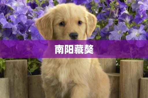 南陽藏獒