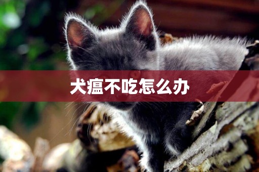 犬瘟不吃怎么辦