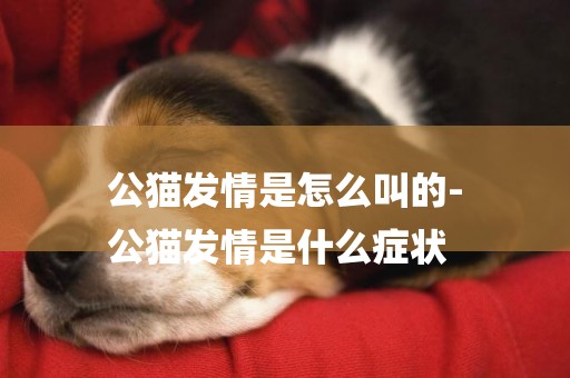 公貓發情是怎么叫的-
公貓發情是什么癥狀